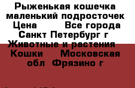 Рыженькая кошечка маленький подросточек › Цена ­ 10 - Все города, Санкт-Петербург г. Животные и растения » Кошки   . Московская обл.,Фрязино г.